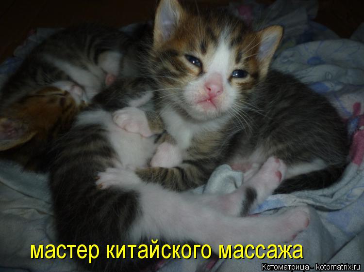 Котоматрица: мастер китайского массажа