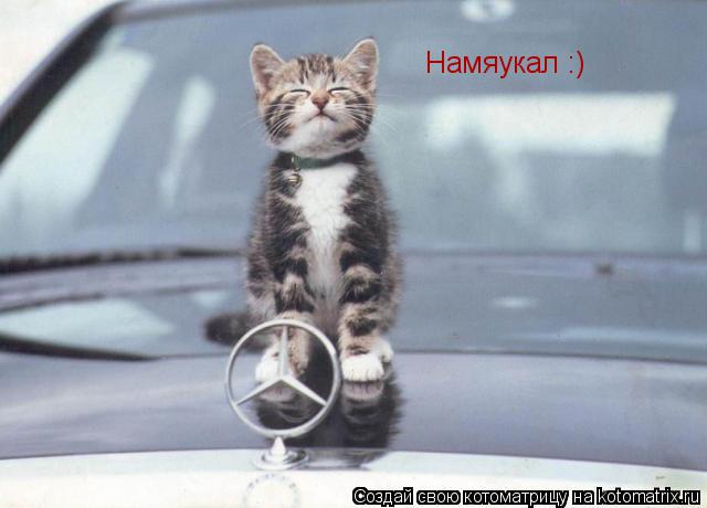 Намяукал :)... Котоматрица: Намяукал :)