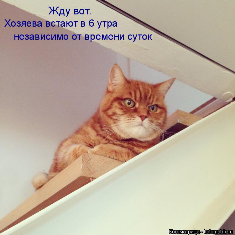 Жду вот. Хозяева встают в 6 утра независимо от времени суток... Котоматрица: Жду вот. Хозяева встают в 6 утра независимо от времени суток