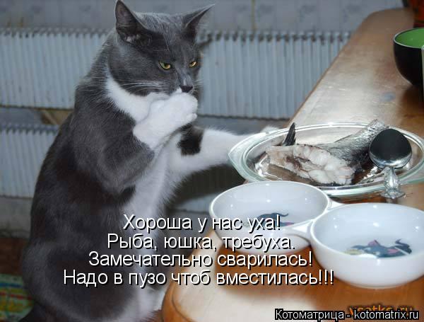 Котоматрица: Хороша у нас уха! Рыба, юшка, требуха. Замечательно сварилась! Надо в пузо чтоб вместилась!!!