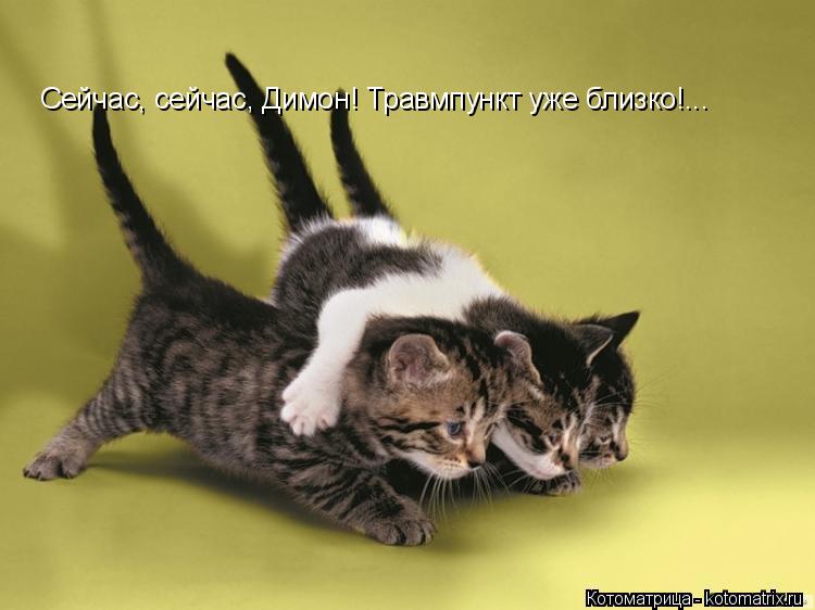Сейчас, сейчас, Димон! Травмпункт уже близко!...... Котоматрица: Сейчас, сейчас, Димон! Травмпункт уже близко!...