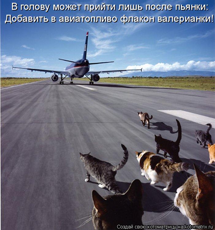 Котоматрица: В голову может прийти лишь после пьянки: Добавить в авиатопливо флакон валерианки!
