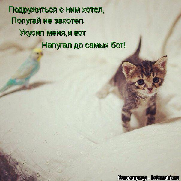 Котоматрица: Подружиться с ним хотел, Попугай не захотел. Укусил меня,и вот Напугал до самых бот!