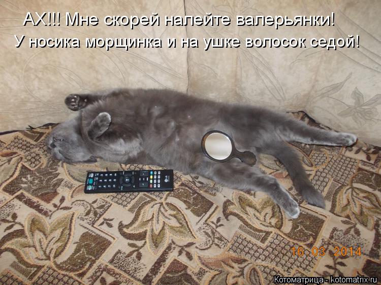 АХ!!! Мне скорей налейте валерьянки! У носика морщинка и на ушке волосок седой!... Котоматрица: АХ!!! Мне скорей налейте валерьянки! У носика морщинка и на ушке волосок седой!