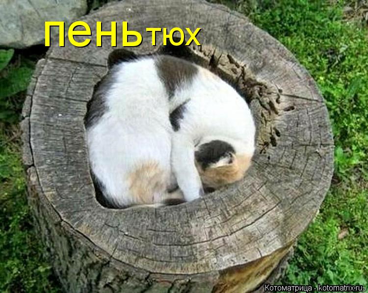 пень тюх... Котоматрица: пень тюх