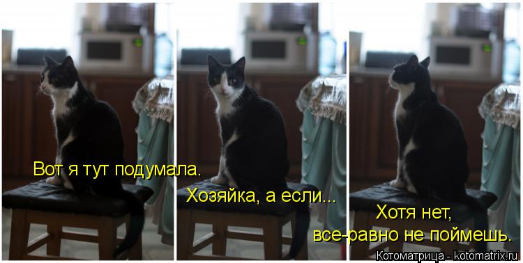 Котоматрица: Вот я тут подумала. Хозяйка, а если... все-равно не поймешь. Хотя нет,