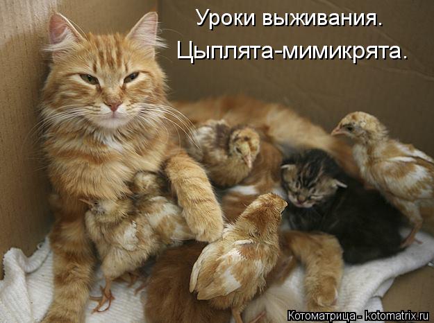 Котоматрица: Уроки выживания. Цыплята-мимикрята.