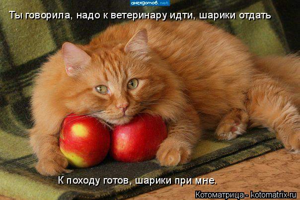 Котоматрица: Ты говорила, надо к ветеринару идти, шарики отдать К походу готов, шарики при мне.