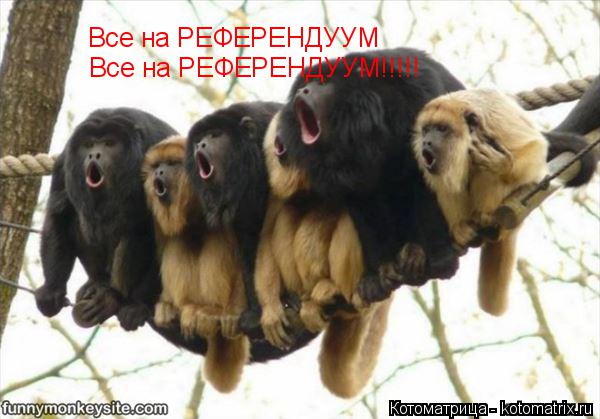 Котоматрица: Все на РЕФЕРЕНДУУМ Все на РЕФЕРЕНДУУМ!!!!!
