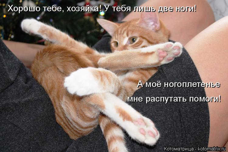 Хорошо тебе, хозяйка! У тебя лишь две ноги! А моё ногоплетенье мне распутать помоги!... Котоматрица: Хорошо тебе, хозяйка! У тебя лишь две ноги! А моё ногоплетенье мне распутать помоги!