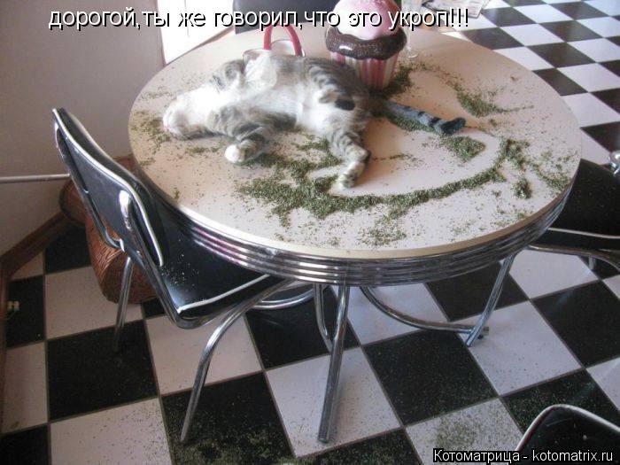дорогой,ты же говорил,что это укроп!!!... Котоматрица: дорогой,ты же говорил,что это укроп!!!