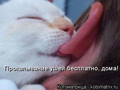 Прокалывание ушей бесплатно, дома!... Котоматрица: Прокалывание ушей бесплатно, дома!