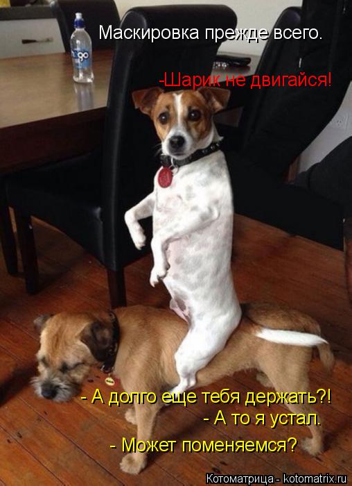 Котоматрица: Маскировка прежде всего. -Шарик не двигайся! - А долго еще тебя держать?! - А то я устал.  - Может поменяемся?