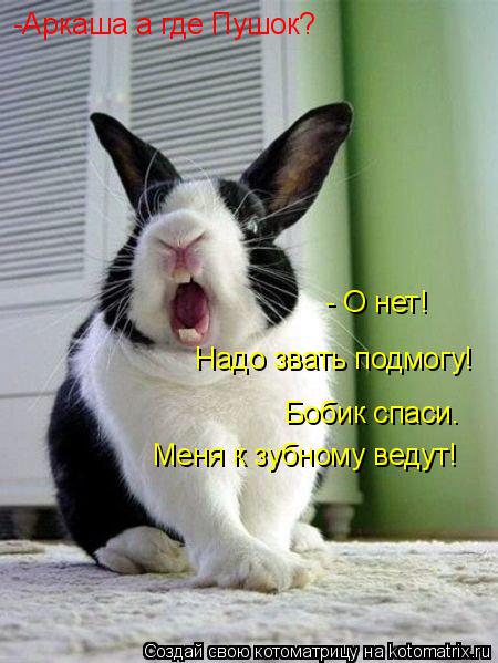 Котоматрица: -Аркаша а где Пушок? - О нет! Надо звать подмогу! Бобик спаси. Меня к зубному ведут!