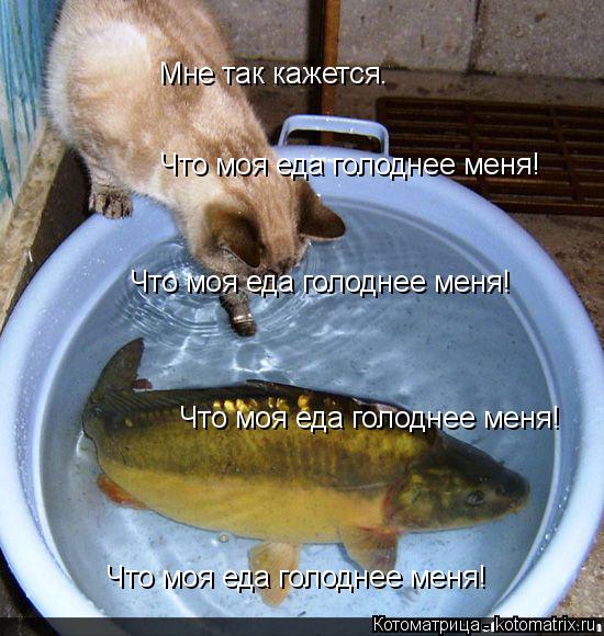 Котоматрица: Мне так кажется. Что моя еда голоднее меня! Что моя еда голоднее меня! Что моя еда голоднее меня! Что моя еда голоднее меня!
