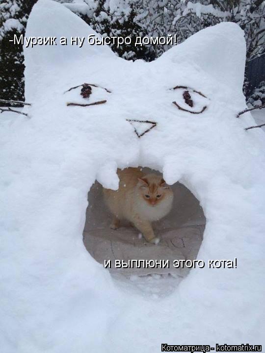 Котоматрица: -Мурзик а ну быстро домой! и выплюни этого кота!