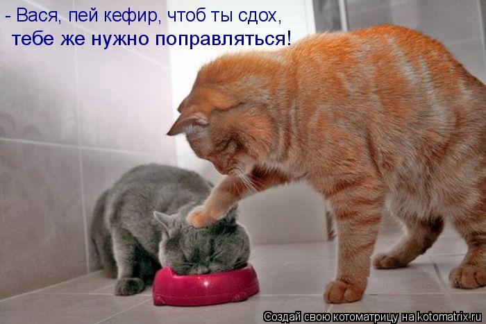 - Вася, пей кефир, чтоб ты сдох, тебе же нужно поправляться!... Котоматрица: - Вася, пей кефир, чтоб ты сдох, тебе же нужно поправляться!