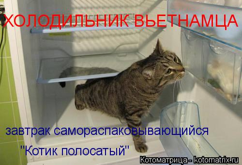 Котоматрица: завтрак самораспаковывающийся  "Котик полосатый" ХОЛОДИЛЬНИК ВЬЕТНАМЦА