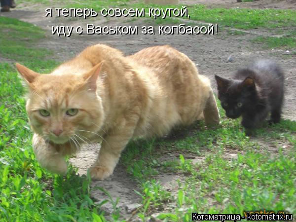 я теперь совсем крутой, иду с Васьком за колбасой!... Котоматрица: я теперь совсем крутой, иду с Васьком за колбасой!