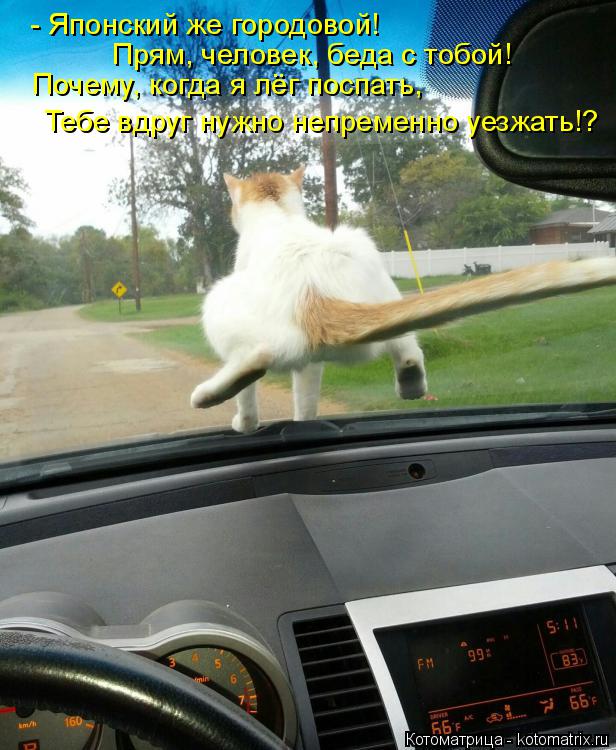 - Японский же городовой! Прям, человек, беда с тобой! Почему, когда я лёг поспать, Тебе вдруг нужно ... Котоматрица: - Японский же городовой! Прям, человек, беда с тобой! Почему, когда я лёг поспать, Тебе вдруг нужно непременно уезжать!?