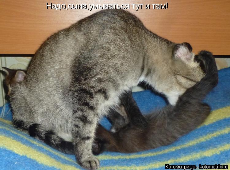Надо,сына,умываться тут и там!... Котоматрица: Надо,сына,умываться тут и там!