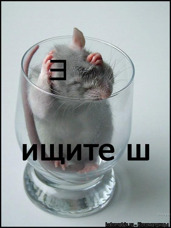 Котоматрица: ш ищите ш ищите ш ищите ш