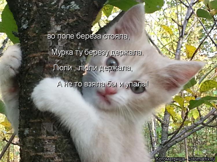 Котоматрица: во поле береза стояла, Мурка ту березу держала. Люли , люли держала, А не то взяла бы и упала!