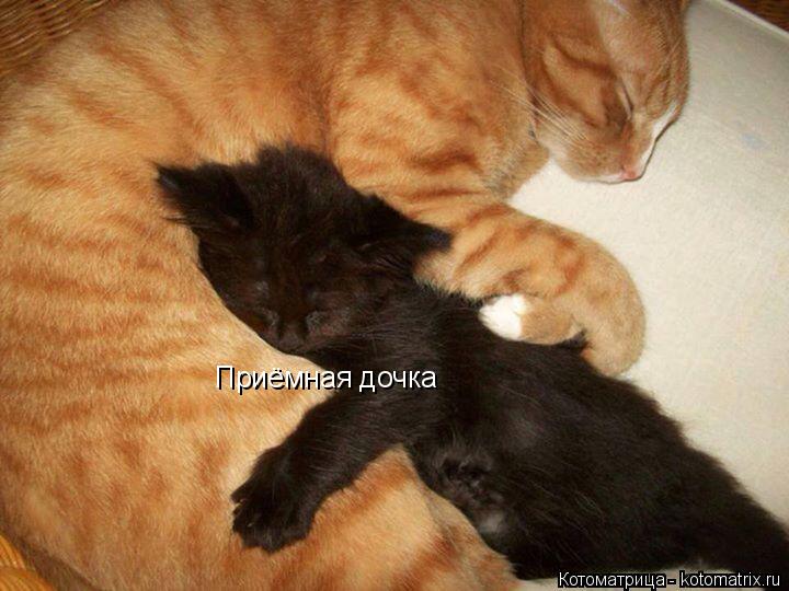 Котоматрица: Приёмная дочка