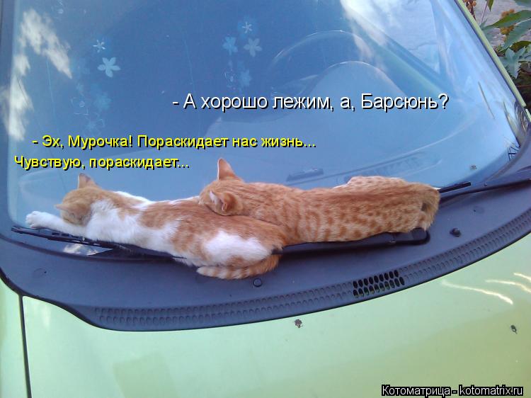 Котоматрица: - А хорошо лежим, а, Барсюнь? Чувствую, пораскидает... - Эх, Мурочка! Пораскидает нас жизнь...