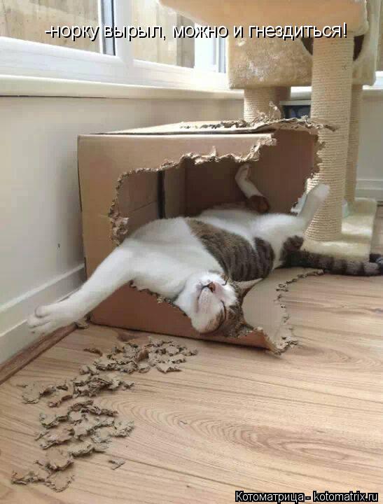 -норку вырыл, можно и гнездиться!... Котоматрица: -норку вырыл, можно и гнездиться!