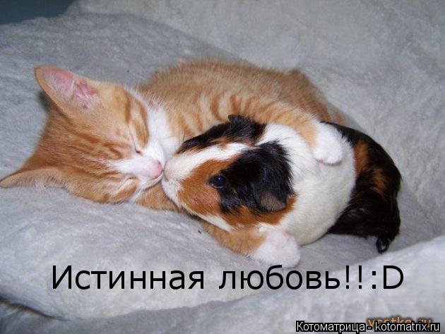 Котоматрица: Истинная любовь!!:D