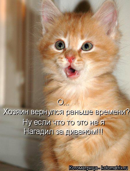 Котоматрица: Хозяин вернулся раньше времени?! О... Ну если что то это не я Нагадил за диваном!!!