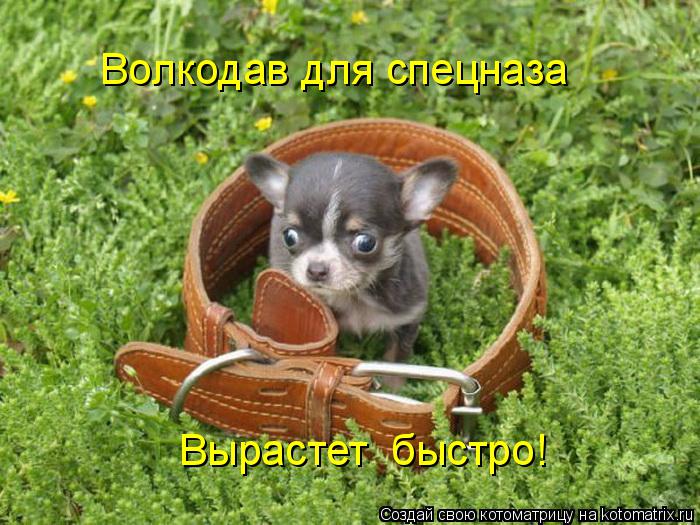 Котоматрица: Волкодав для спецназа Вырастет  быстро!