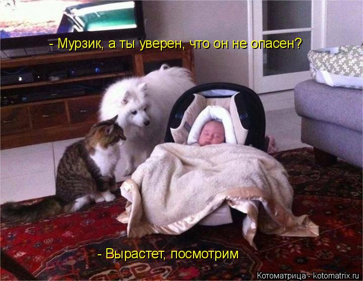 Котоматрица: - Мурзик, а ты уверен, что он не опасен? - Вырастет, посмотрим