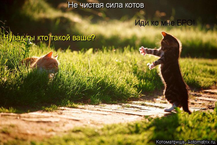 Иди ко мне БРО! Чувак ты кто такой ваше? Не чистая сила котов... Котоматрица: Иди ко мне БРО! Чувак ты кто такой ваше? Не чистая сила котов