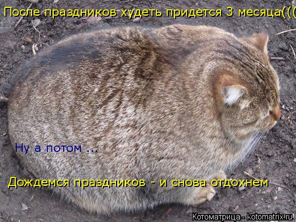 После праздников худеть придется 3 месяца((( Ну а потом ... Дождемся праздников - и снова отдохнем... Котоматрица: После праздников худеть придется 3 месяца((( Ну а потом ... Дождемся праздников - и снова отдохнем