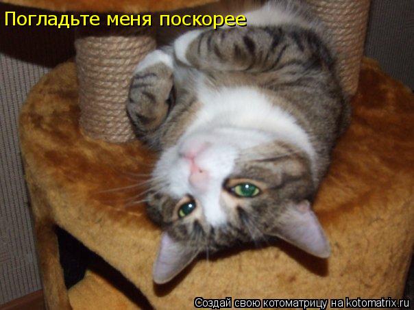 Погладьте меня поскорее... Котоматрица: Погладьте меня поскорее