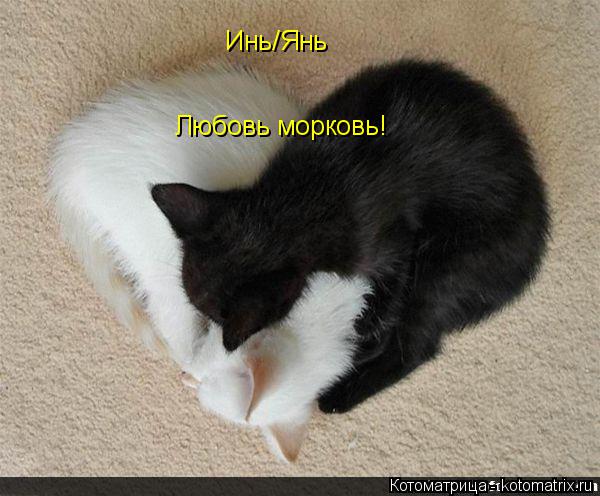 Инь/Янь Любовь морковь!... Котоматрица: Инь/Янь Любовь морковь!