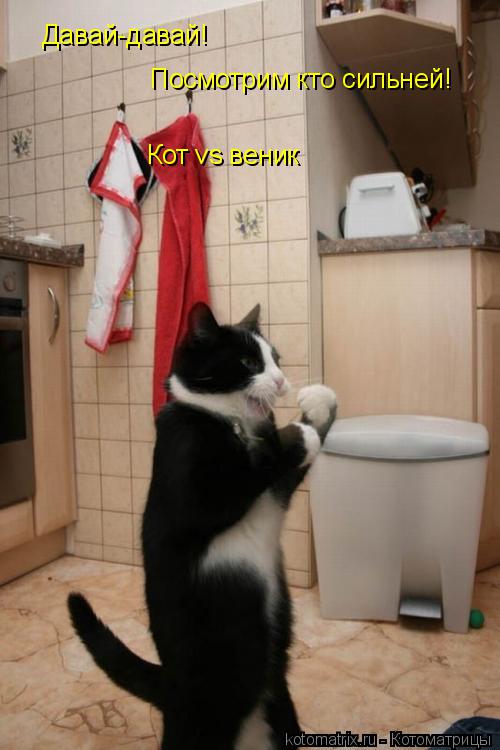 Давай-давай! Посмотрим кто сильней! Кот vs веник... Котоматрица: Давай-давай! Посмотрим кто сильней! Кот vs веник