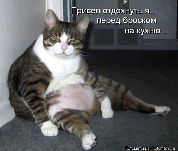 Котоматрица: Присел отдохнуть я... перед броском  на кухню...