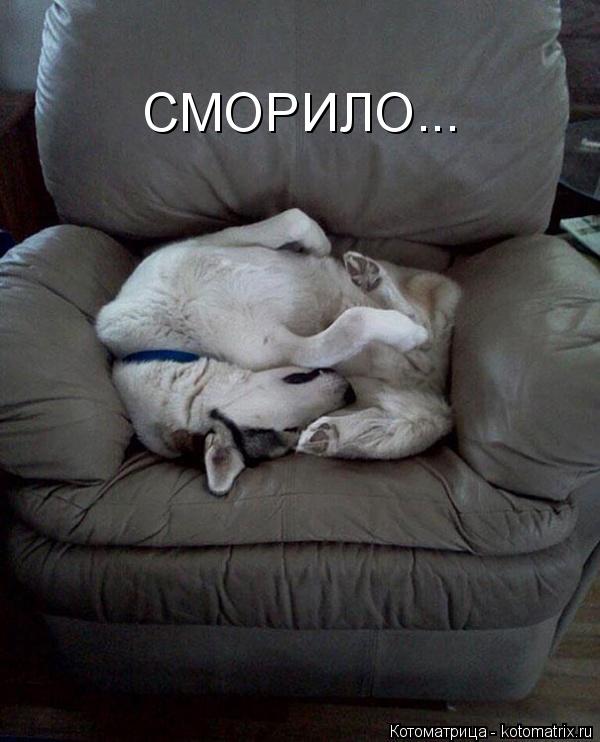 Котоматрица: СМОРИЛО...
