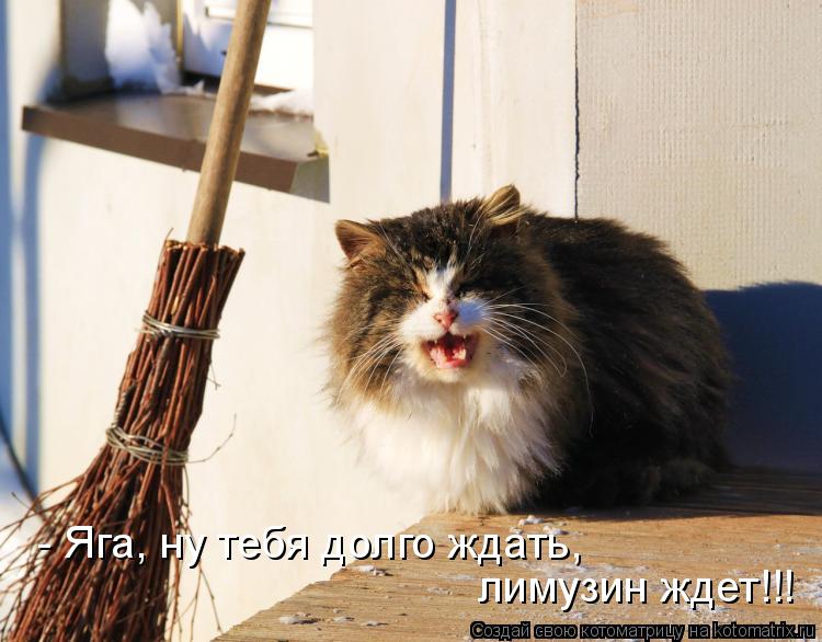 Котоматрица: - Яга, ну тебя долго ждать,  лимузин ждет!!!