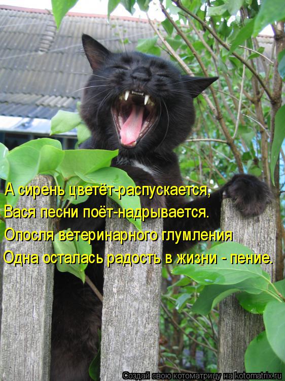 Котоматрица: А сирень цветёт-распускается, Вася песни поёт-надрывается. Опосля ветеринарного глумления Одна осталась радость в жизни - пение.