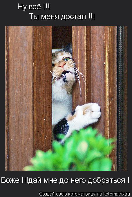Ну всё !!! Ты меня достал !!! Боже !!!дай мне до него добраться !... Котоматрица: Ну всё !!! Ты меня достал !!! Боже !!!дай мне до него добраться !