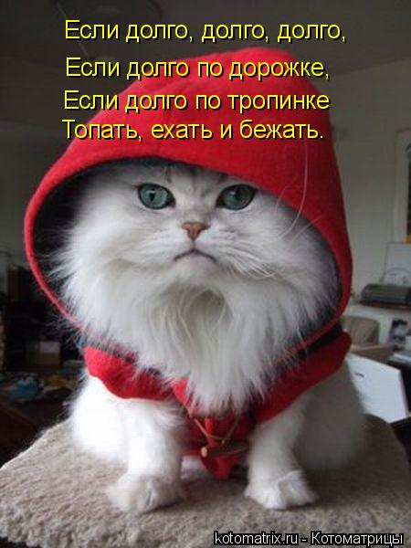 Котоматрица: Если долго, долго, долго,  Если долго по дорожке, Если долго по тропинке Топать, ехать и бежать.