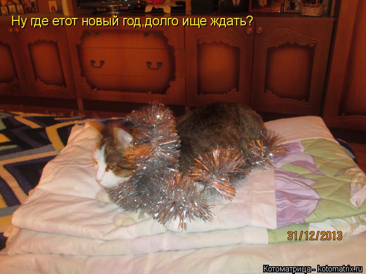 Ну где етот новый год,долго ище ждать?... Котоматрица: Ну где етот новый год,долго ище ждать?