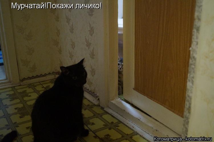 Мурчатай!Покажи личико!... Котоматрица: Мурчатай!Покажи личико!