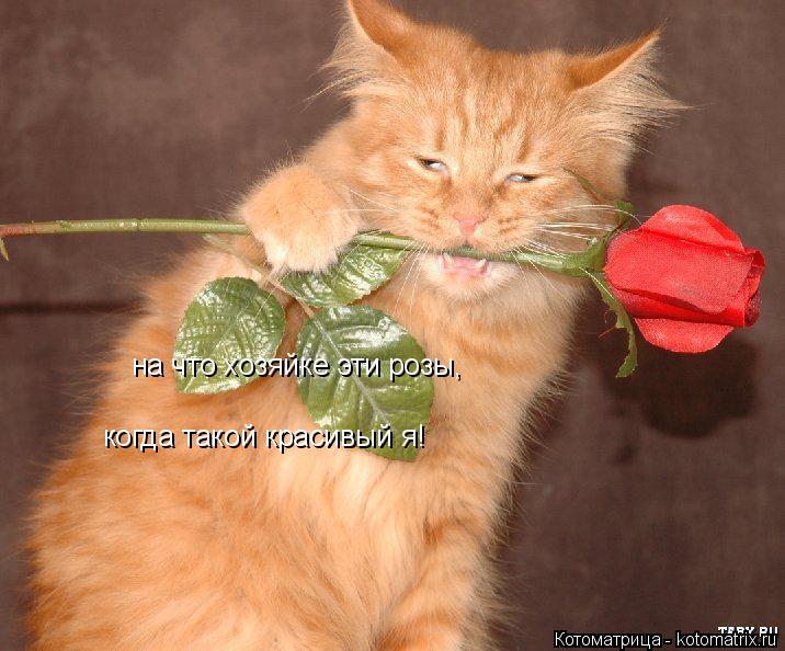 Котоматрица: на что хозяйке эти розы, когда такой красивый я!