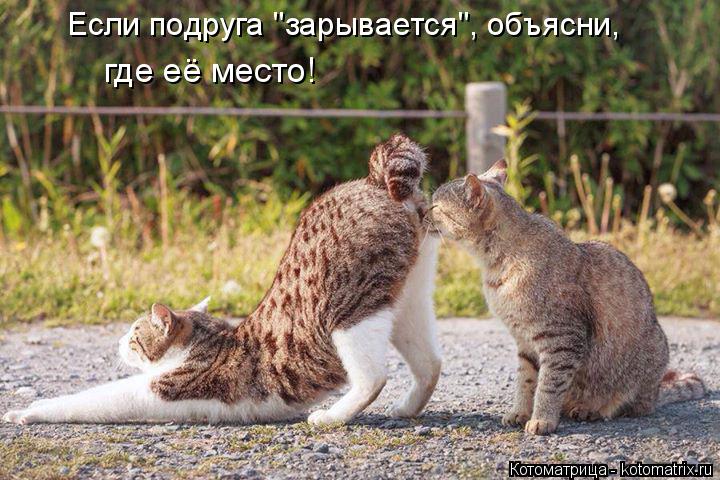 Котоматрица: Если подруга "зарывается", объясни, где её место!