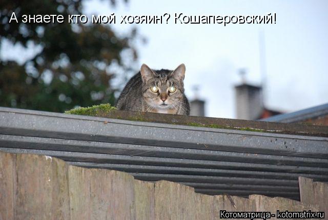А знаете кто мой хозяин? Кошаперовский!... Котоматрица: А знаете кто мой хозяин? Кошаперовский!